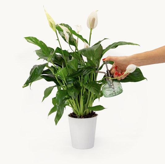 A vibrant peace lily plant being gently misted with water for healthy growth.