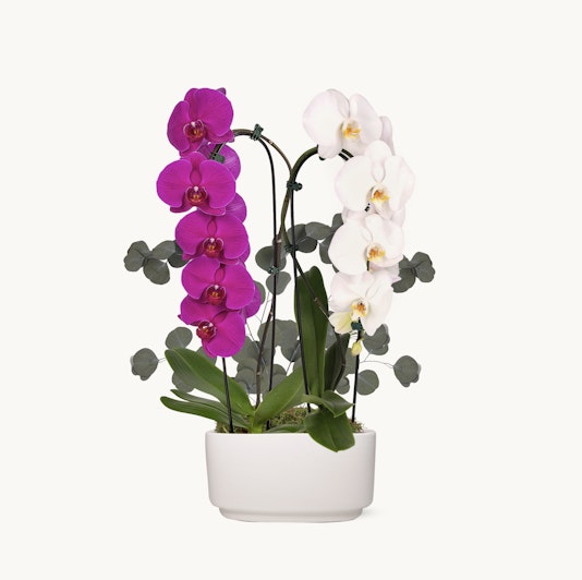 Elegant orchid arrangement featuring vibrant purple and white blooms in a sleek white pot.