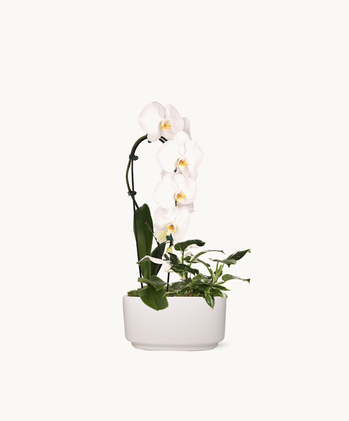 Elegant white orchids gracefully displayed in a modern white pot, enhancing contemporary decor.