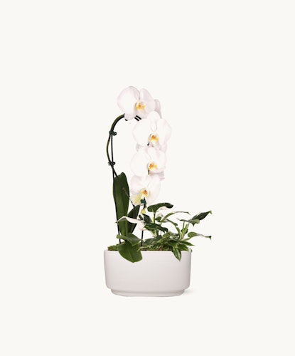 Elegant white orchids gracefully displayed in a modern white pot, enhancing contemporary decor.