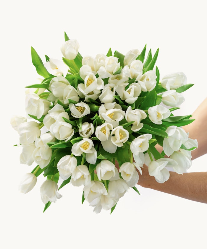 Elegant bouquet of white tulips with lush green leaves, perfect for any occasion.