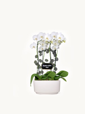 Elegant white orchids in a modern pot, perfect for expressing sympathy or gratitude.