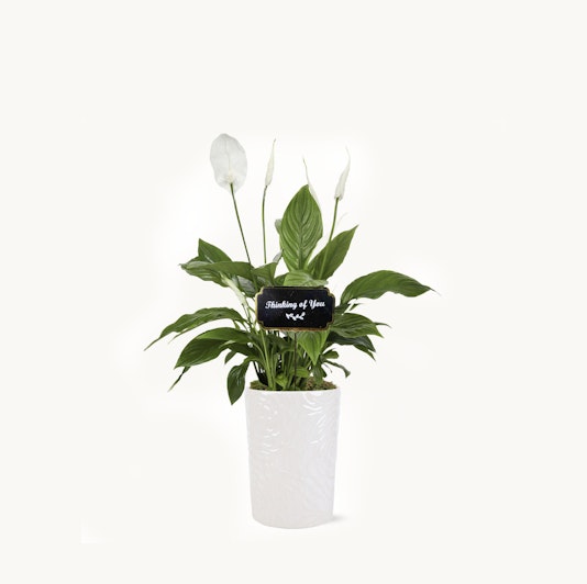 Elegant peace lily plant in a textured white pot, ideal for home decor and indoor ambiance.