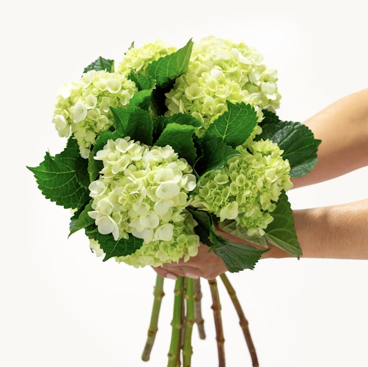 A vibrant green and white hydrangea bouquet held delicately, showcasing fresh blooms.