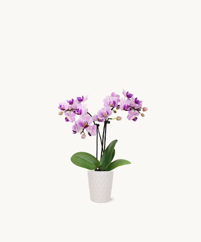 Elegant purple orchids in a white textured pot, perfect for home decor and gifting.