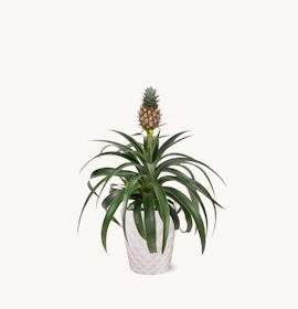 A decorative pineapple plant in a sleek white pot, adding tropical charm to any indoor space.
