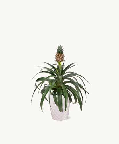A decorative pineapple plant in a sleek white pot, adding tropical charm to any indoor space.
