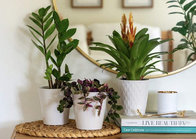 Vibrant indoor plants in stylish pots, enhancing home decor with natural beauty.
