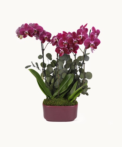 Vibrant purple orchids paired with lush greenery in an elegant planter, ideal for home decor.