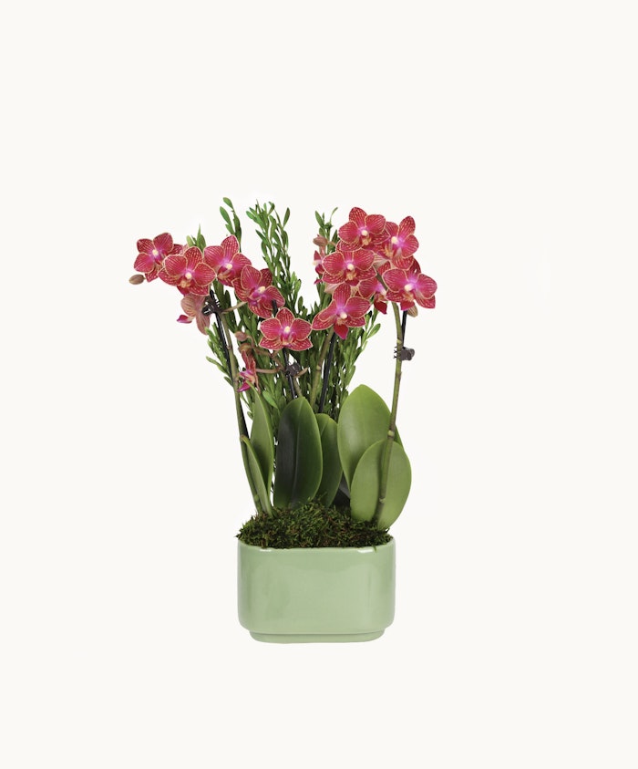 Vibrant pink orchids elegantly displayed in a green ceramic pot, surrounded by lush greenery.