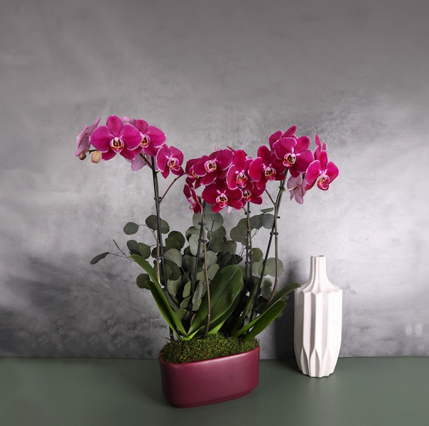 Elegant arrangement of pink orchids paired with lush greenery in a modern vase.