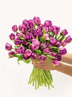 Vibrant bouquet of purple tulips, elegantly held, perfect for celebrations and gifts.