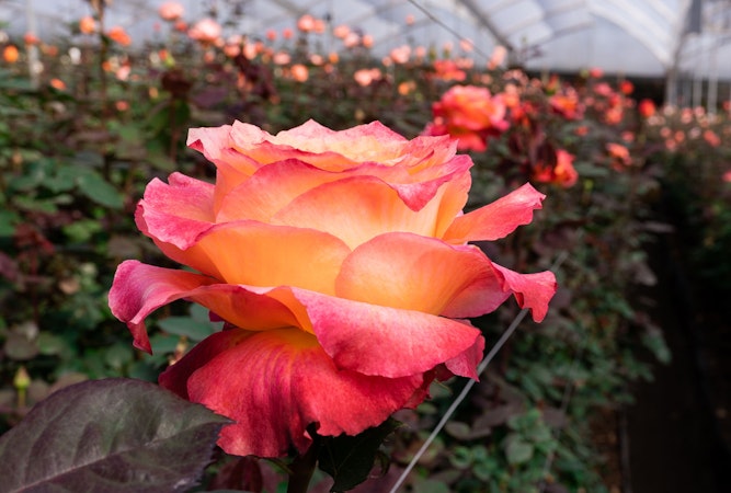 Vibrant orange and pink rose blooms in a lush greenhouse filled with greenery.