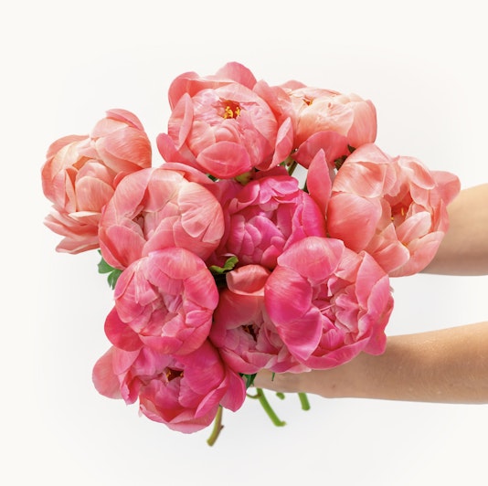 Vibrant bouquet of pink peonies held in a hand, showcasing soft blooms and lush petals.