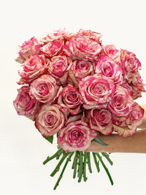 A stunning bouquet of pink and cream roses with delicate striped petals, perfect for gifting.