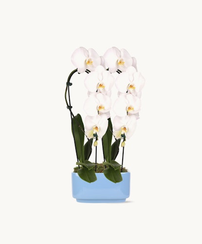 Elegant white orchids in a stylish blue pot, perfect for home decor and gifting.