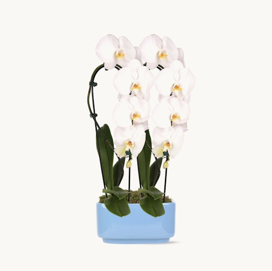 Elegant white orchids in a stylish blue pot, perfect for home decor and gifting.