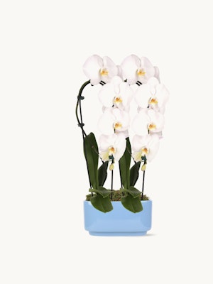 Elegant white orchids in a stylish blue pot, perfect for home decor and gifting.